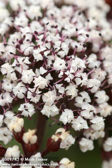 Canby's Lomatium blossoms extreme detail