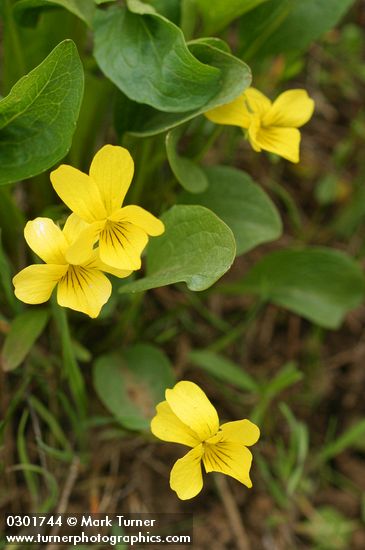 Yellow Prairie Violet 