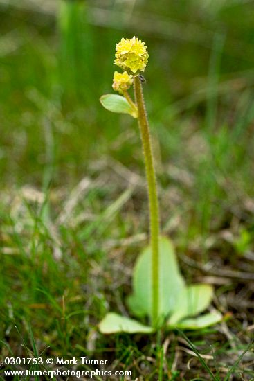 Western Swamp Saxifrage