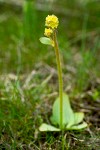 Western Swamp Saxifrage