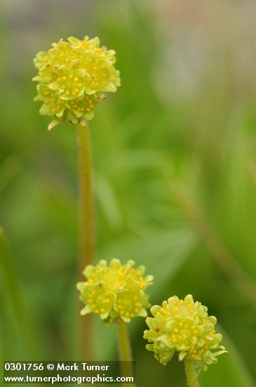 Western Swamp Saxifrage blossoms extreme detail