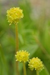 Western Swamp Saxifrage blossoms extreme detail