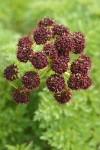 Fern-leaf Biscuit-root blossoms detail