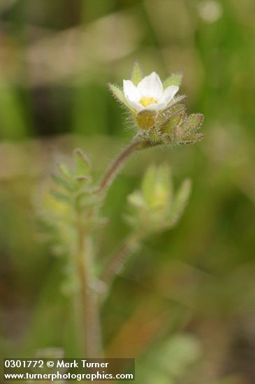 Littlebells polemonium blossom & foliage detail