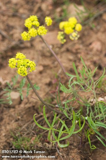 Hamblen's Desert-parsley
