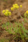 Hamblen's Desert-parsley blossoms & foliage detail