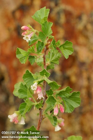 Wax currant blossoms & foliage detail