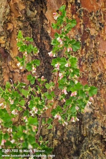 Wax currant blossoms & foliage against Ponderosa Pine trunk