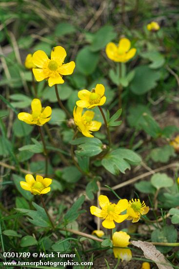 Sagebrush Buttercup