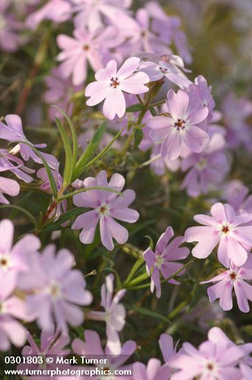 Showy Phlox blossoms & foliage detail