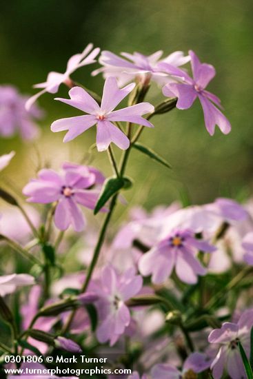 Showy Phlox blossoms, detail