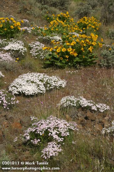 Showy Phlox w/ Arrowleaf Balsamroot