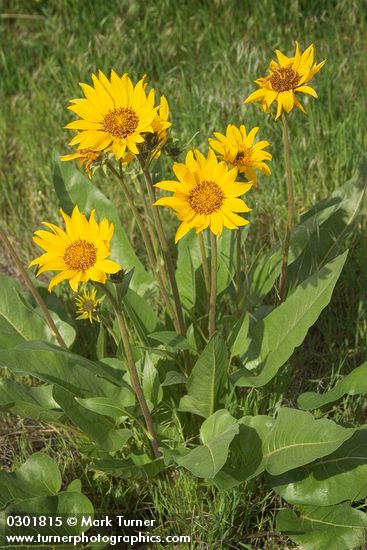 Arrowleaf Balsamroot