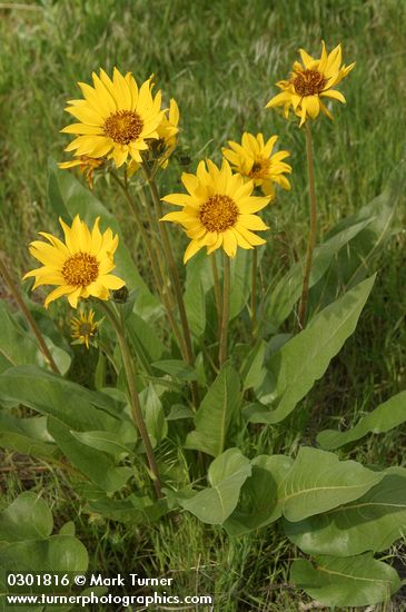 Arrowleaf Balsamroot