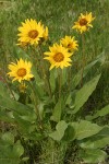 Arrowleaf Balsamroot