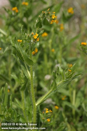Tarweed Fiddleneck