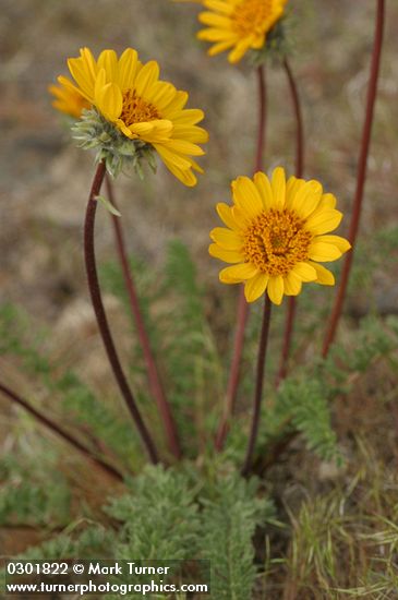Hooker's Balsamroot blossoms & foliage