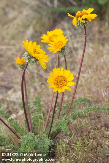 Hooker's Balsamroot
