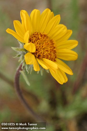Hooker's Balsamroot blossom detail