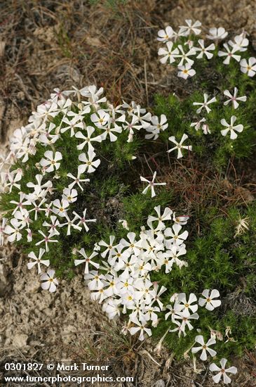 Cushion Phlox white form