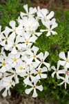 Cushion Phlox white form blossoms & foliage detail
