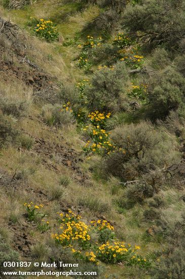 Arrrowleaf Balsamroot among grasses & Big Sagebrush in draw