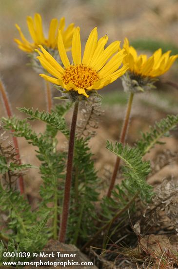 Hooker's Balsamroot