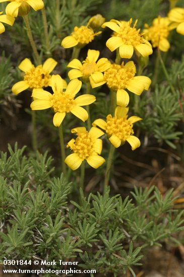 Narrowleaf Mock Goldenweed blossoms & foliage detail