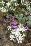 Cushion Phlox & Woolly-pod Milkvetch, detail