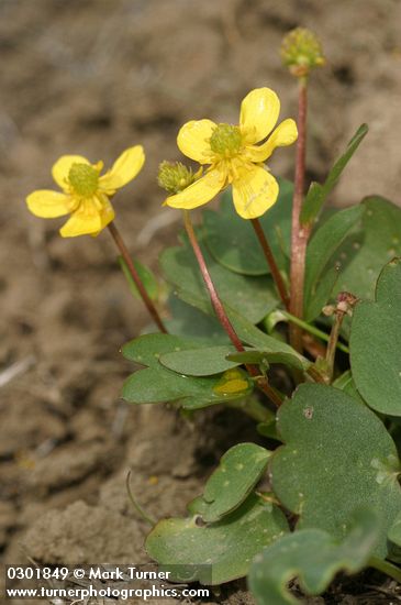 Sagebrush Buttercup
