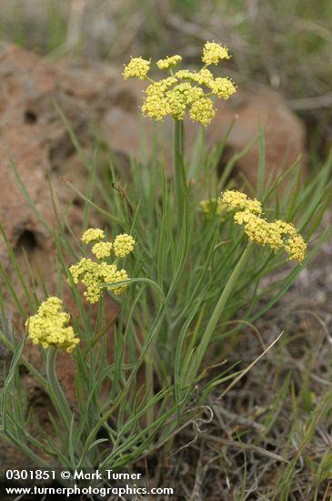 Nineleaf Biscuitroot