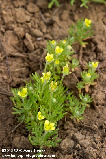Hornseed Buttercup