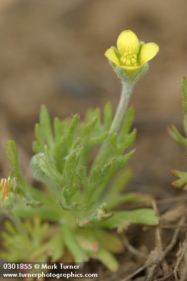 Hornseed Buttercup, detail