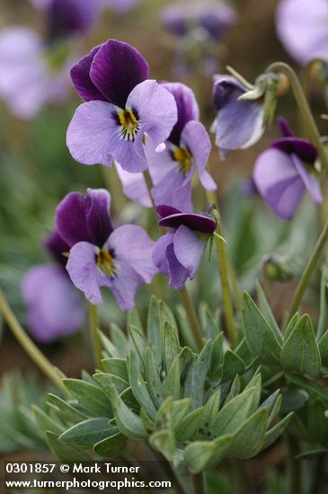Sagebrush Violets