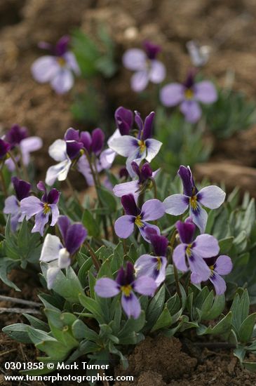 Sagebrush Violets