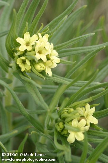 Puccoon blossoms & foliage detail