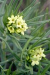 Puccoon blossoms & foliage detail