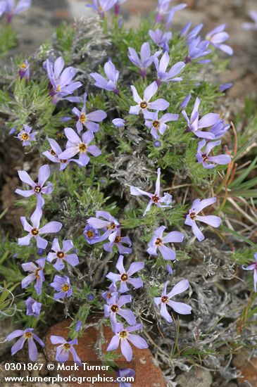 Cushion Phlox, blue form
