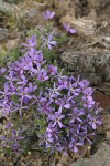 Cushion Phlox, blue-purple form