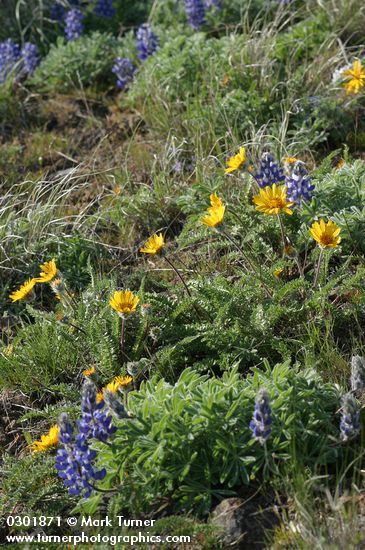 Prairie Lupines & Hooker's Balsamroot