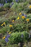 Prairie Lupines & Hooker's Balsamroot