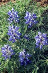 Prairie Lupine blossoms & foliage