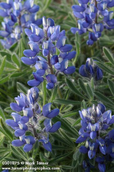 Prairie Lupine blossoms & foliage