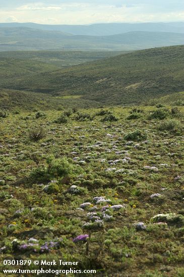 Cushion Phlox & Umtanum Ridge Desert Parsley on lithosol, view south