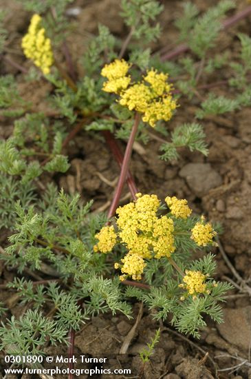 Umptanum Ridge Desert Parsley