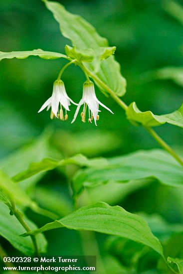 Hooker's Fairy Bells blossoms & foliage detail