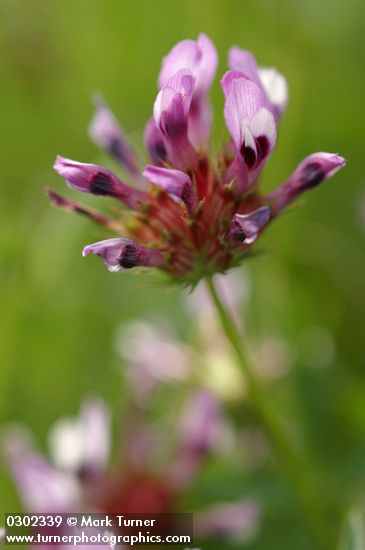 Sand Clover blossoms detail