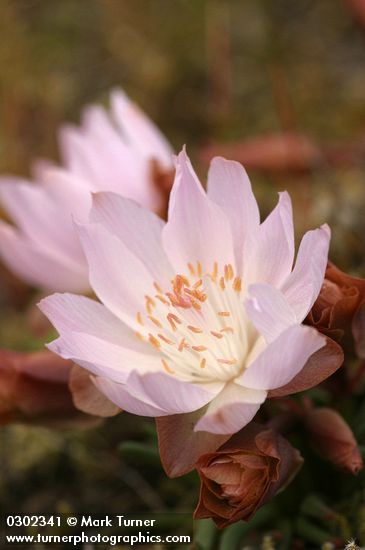 Bitter Root blossoms