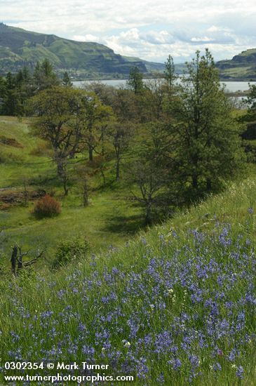 Common Camas in Catherine Cr meadow w/ Ponderosa Pines, Garry Oaks; view toward Lyle