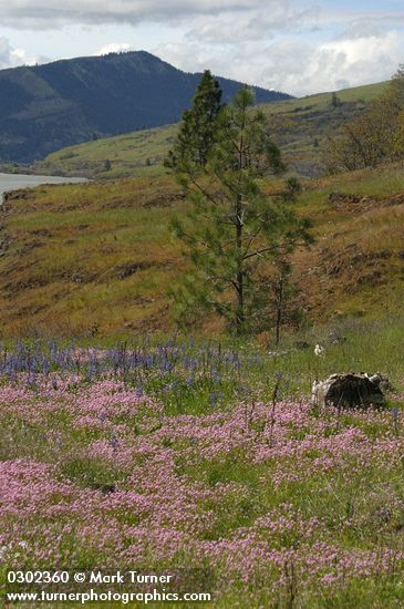 Rosy Plectritis & Common Camas in Catherine Cr meadow ; view downstream